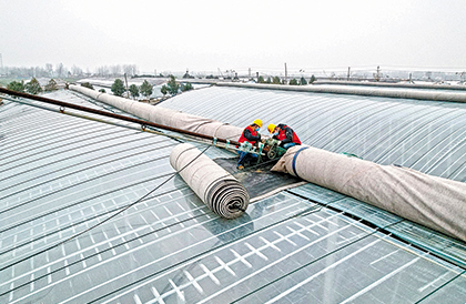 電工佩戴防墜安全器排查蔬菜大棚卷簾機(jī)故障